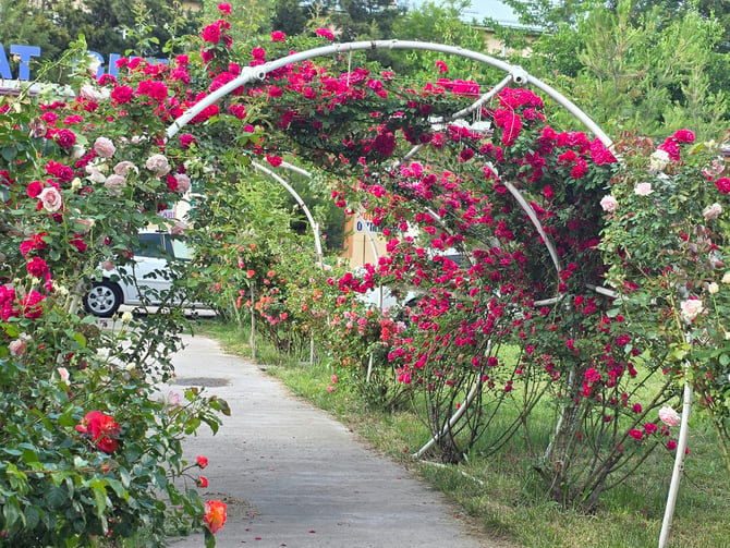 Rose arch pathway through Harry P. Leu Gardens botanical garden