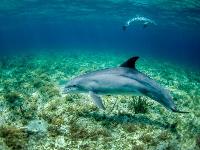 Dolphin swimming in clear tropical water at Discovery Cove
